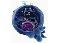 HQL制药、常州隆赛和上海米乐YY易游将配合研新型抗癌药物