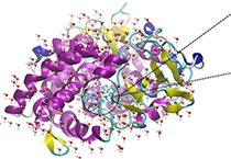 2009年5月米乐YY易游加入了上海国际卵白质及多肽工业展览会