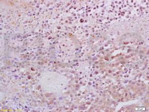 yy易游(中国)体育-米乐官方网站