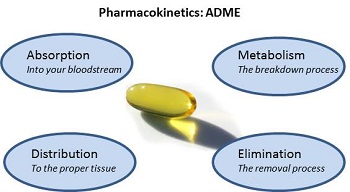 毒代动力学的吸收、漫衍、代谢、渗透