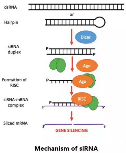 yy易游(中国)体育-米乐官方网站