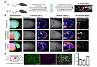 减肥药瞄准新靶点，，，，，，，强效减肥药即未来袭？？？？？？？？