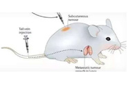围观:临床前小鼠模子怎样。。。。。。。？？？？？？？