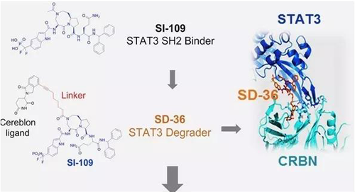结构优化获得的SH2团结分子SI-109与CRBN团结，，，，，获得SD-36