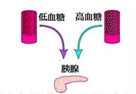 调理血糖稳态，，，，，，，GK负重前行