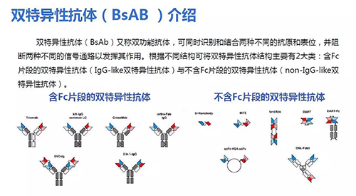 双特异性抗体（BsAB）先容