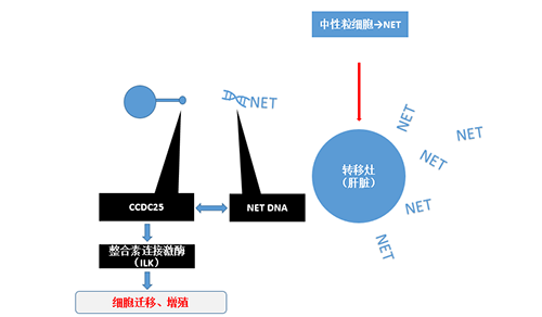 除了纯粹的捕获，，，，，，NET DNA与CCDC-25的团结还增强了癌细胞的侵袭行为，，，，，，增进了癌症的肝转移。。。。。