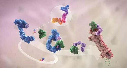 LYTAC出生，，，，，，，与PROTAC并肩作战针对不可成药的靶点