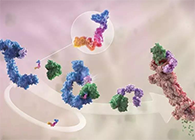 LYTAC出生，，，，，，与PROTAC并肩作战针对不可成药的靶点