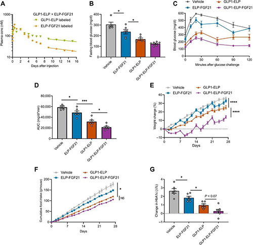 GLP1-ELP-FGF21双激动剂融合卵白对血糖和体重具有有用且一连的作用 米乐YY易游
