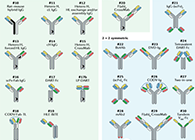 【云回首】理论、规则、实践，，，，，三位一体解说双抗的生物剖析