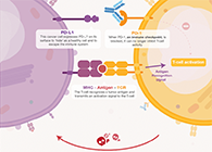 饿了吗？？？？？饿一饿原来可以辅助PD-1抑制剂肿瘤免疫治疗