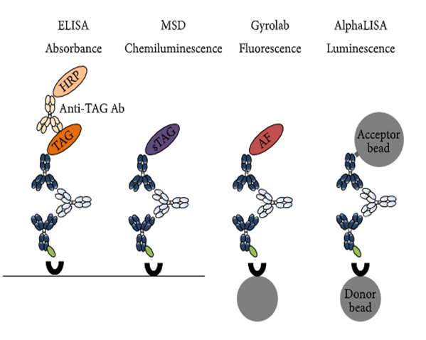 米乐YY易游免疫原性研究四大平台