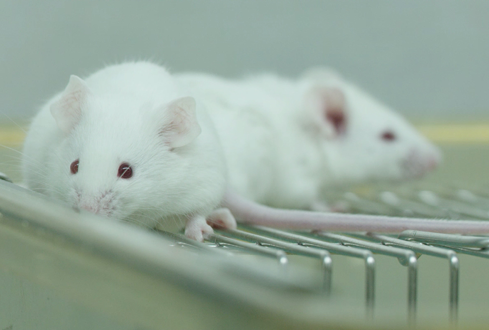 带你相识米乐YY易游临床前研究服务 