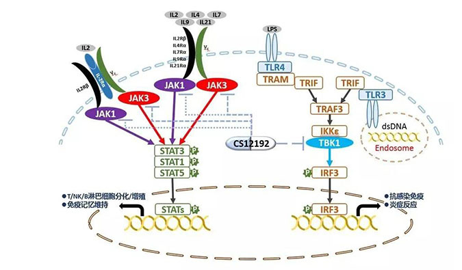 自身免疫疾病或迎新疗法！米乐YY易游助力微芯生物CS12192获批FDA