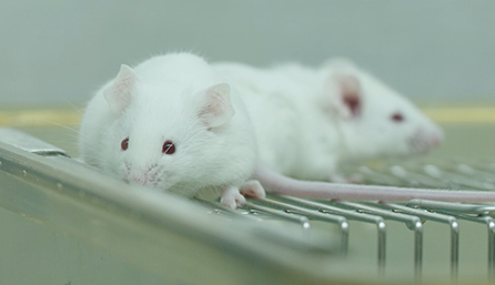 米乐YY易游临床前研究-药效学、药代动力学和临床前研究服务