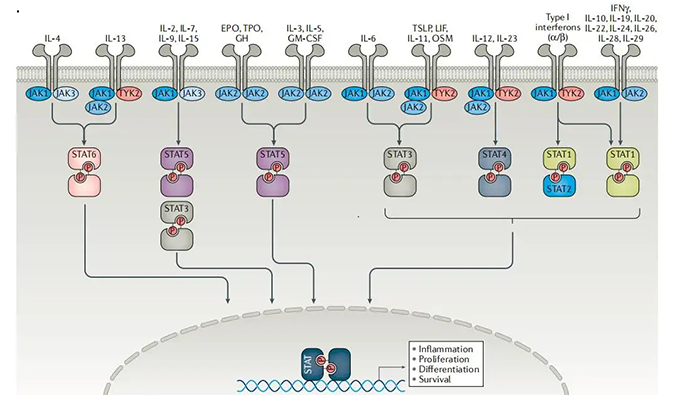 精准建模，，，，，掌握解开自身免疫性疾病治疗研究的钥匙