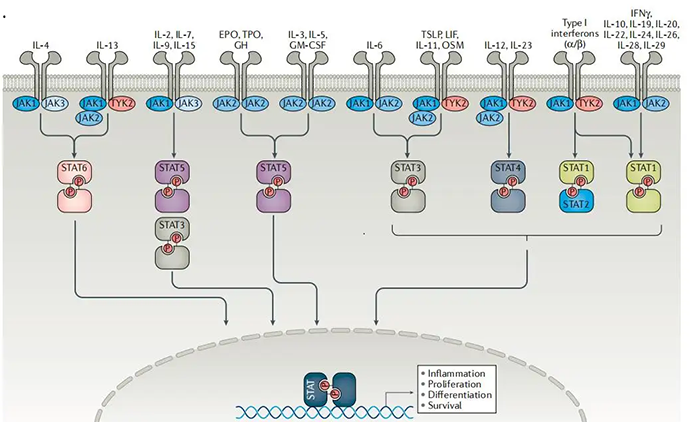 JAKs和STATs是许多细胞因子受系一切的主要组成部分.png