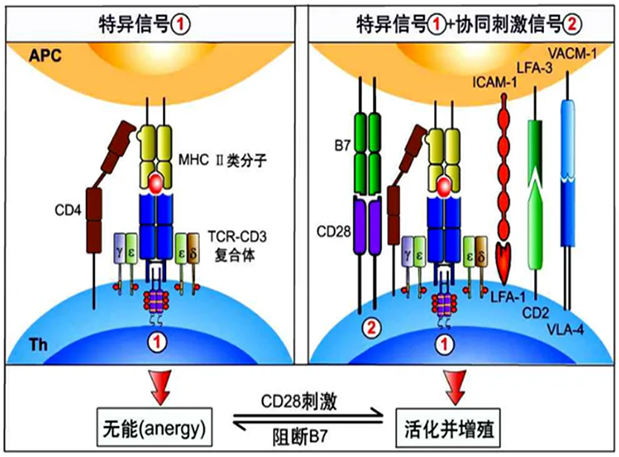 米乐YY易游助力 | 海内CD19×CD3×CD28三特异性抗体获FDA默示允许