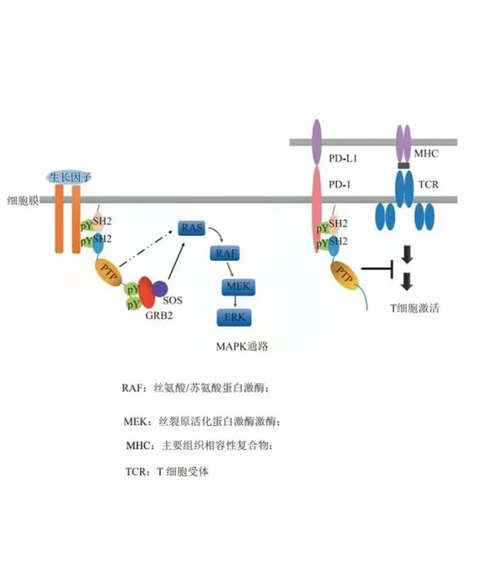 米乐YY易游助力凌达生物SHP2变构抑制剂RG001片获批临床.jpg
