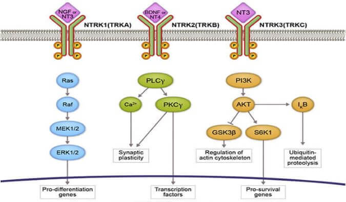 米乐YY易游助力睿跃生物1类新药 TRK降解剂CG001419获批临床.jpg