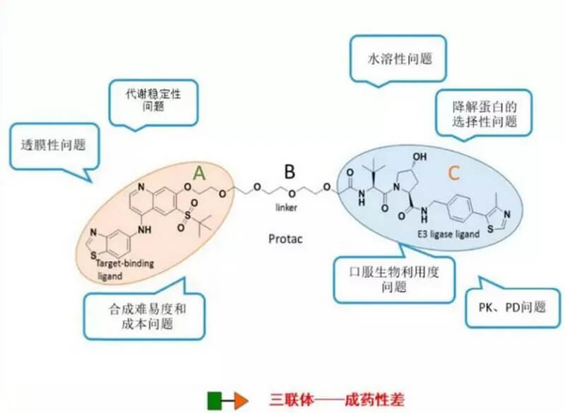 PROTAC分子量较大，，，，，，消融性较差.jpg
