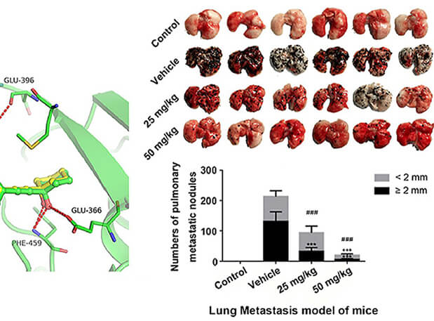 研究用于肺癌和玄色素瘤细胞肺转移的选择性PAK4抑制剂的合成，，，，，，，此选择性PAK4抑制剂的PK研究通过米乐YY易游举行