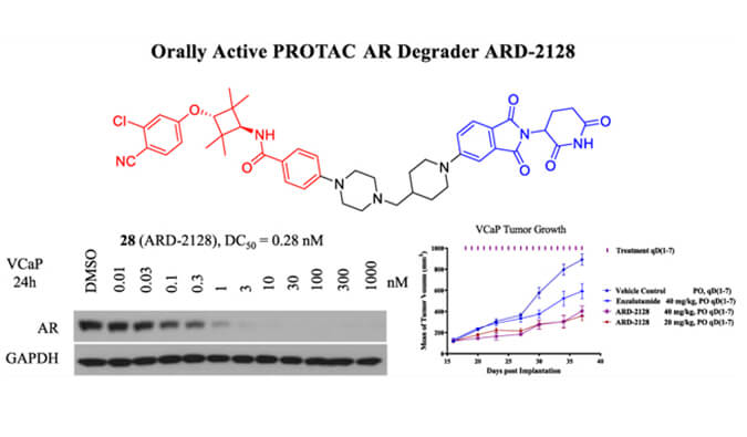 ARD-2128是一种PROTAC AR降解剂，，，，，，，具有精彩的血浆和微粒体稳固性，，，，，，，本研究中体外稳固性和PK研究通过米乐YY易游举行