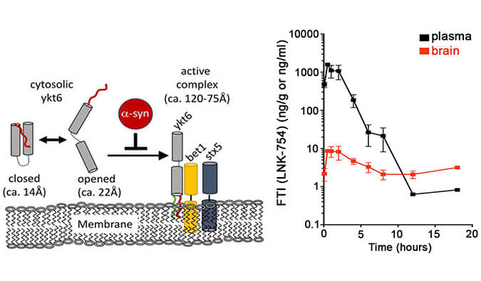 法尼基转移酶抑制剂LNK-754单次口服后即可快速穿过血脑屏障，，，，，，，本研究中PK剖析通过米乐YY易游举行