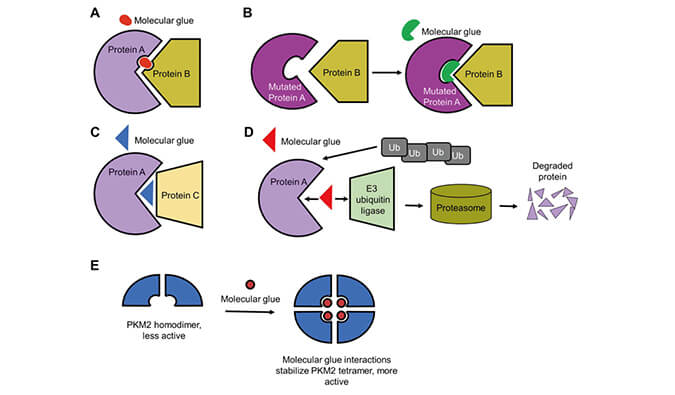 靶向卵白降解系列（三）：分子胶，，，，，挑战不可成药