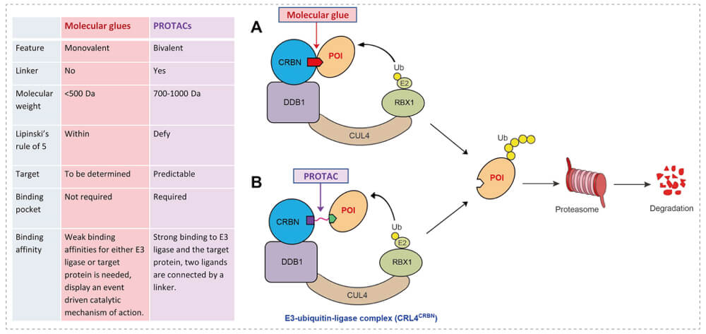 3-通过泛素-(Ub)-卵白酶系一切降解目的卵白-(POI)-示意图：分子胶(A)；；；；；PROTAC-(B).jpg
