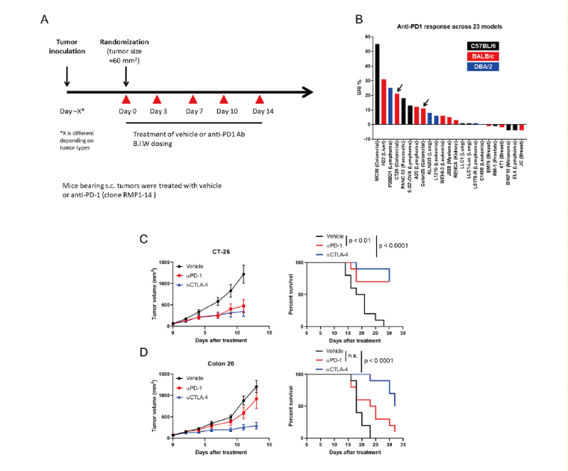 免疫检查点阻断疗法改变了癌症治疗的范式，，，，，，，，此研究中通过米乐YY易游在23 个同源肿瘤模子中举行了抗PD-1抗体的体内研究