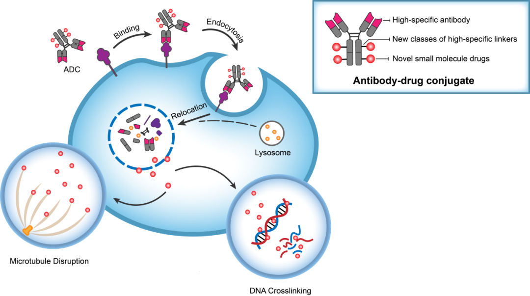 米乐YY易游助力 | 华奥泰靶向CD73的ADC在美国获批临床