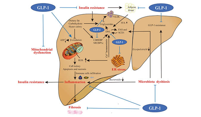 谁将成为 2024年全球生物医药首个黑马？？？？？？？NASH领域突破性药物即将问世？？？？？？？