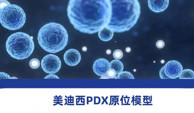 米乐YY易游PDX模子.jpg