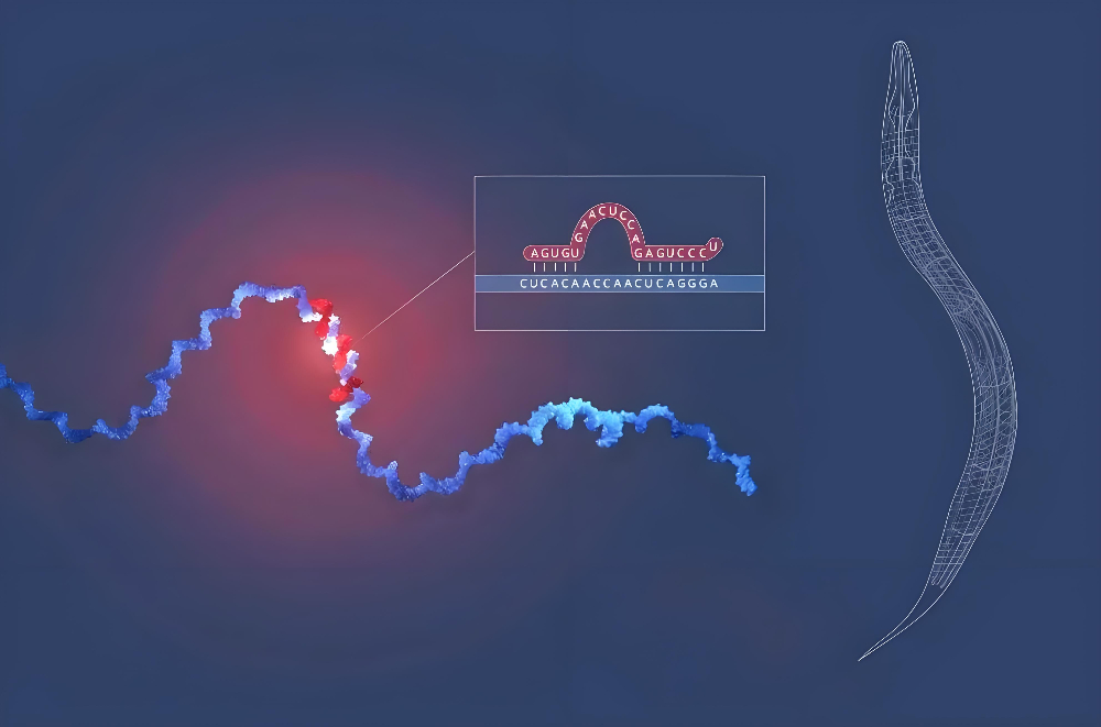 miRNA成诺贝尔奖明星分子，，，，，，，米乐YY易游正全速赋能核酸药物研发