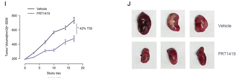 MCL1抑制剂在多种实体瘤和血液肿瘤模子中显示抗肿瘤效果，，，，，本研究中药效实验通过米乐YY易游举行