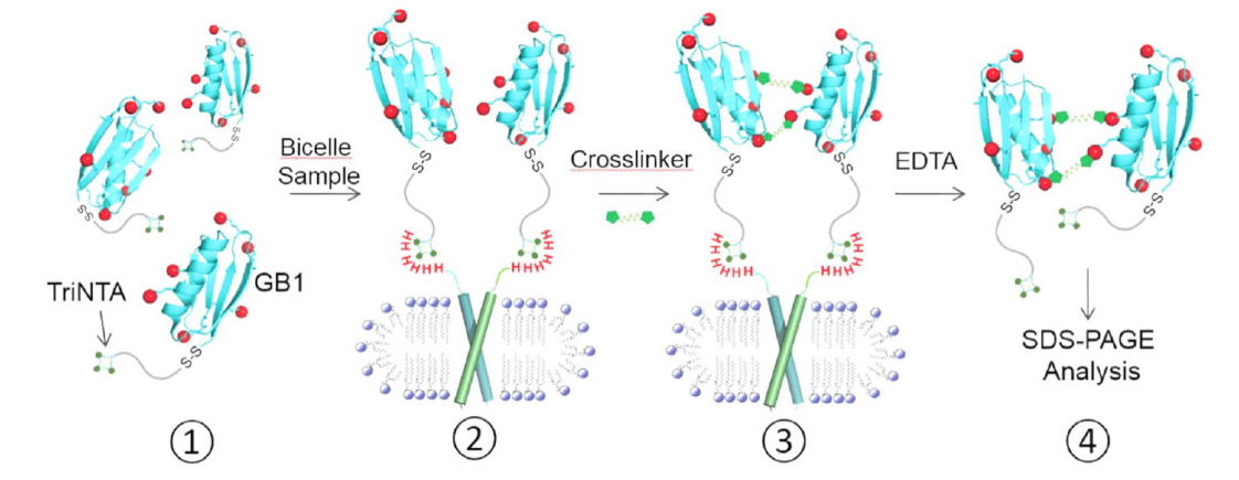 跨膜结构域寡聚体的结构测定新要领，，，，，，，，其中TriNTA通过米乐YY易游合成